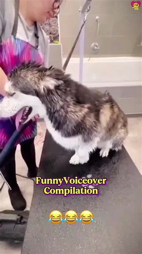 Funny Voiceover Compilation #voiceover #funny #fyp #tiktok #creatorsearchinsights