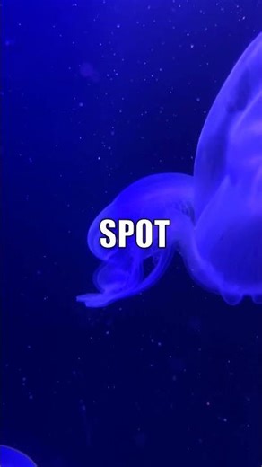 Hatchetfish: The Invisible Deep-Sea Hunter