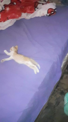 Toxoplasma gondii: el parásito que altera el comportamiento