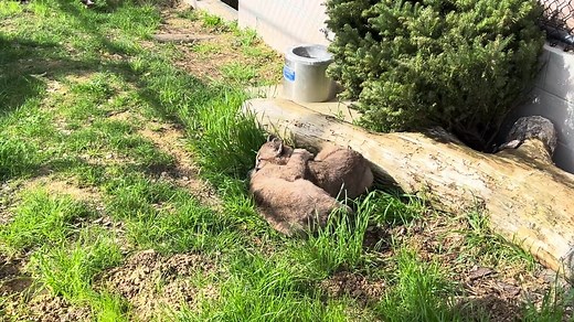 Leaping whiskers — the CubCam is live! Watch rescued mountain lion cubs Maple and Willow LIVE as they explore the outdoor area of their temporary space behind the scenes at California Trail, next to our resident mountain lions. While these cubs won’t ever be fully introduced to Silverado and Coloma, they do share a fence line with the adults and interact a great deal with each other. This exposure gives the young cubs a lot of helpful information about what it means to “be a mountain lion.” Unti