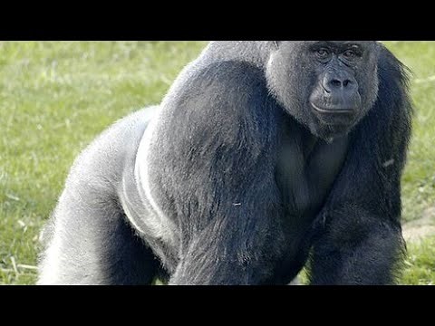 Eastern Gorilla Documentary#facts #animallife #wildlife#animal#viral#nature #gorilla#easterngorilla