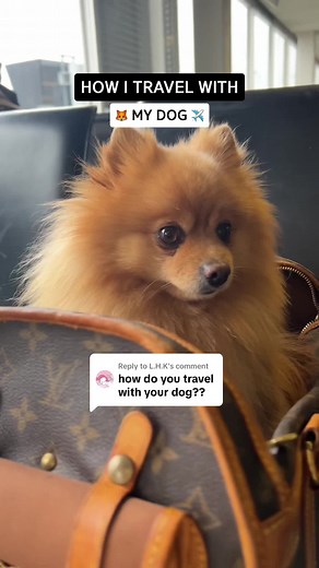 Traveling with Your Dog: Tips and Regulations for Flying with Your Canine Companion