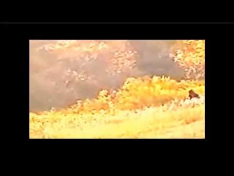 Sasquatch Bigfoot In Saskatchewan