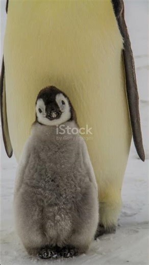 Emperor Penguin Fact: The One-Egg Wonder