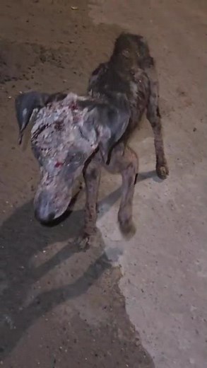Tormented Girl Terrified Of Being Touched Found In A State Of Rot And Starvation[STORY BELOW]