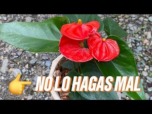 Cómo Sembrar un Anturio Paso a Paso 🌺🌿 | Guía Completa