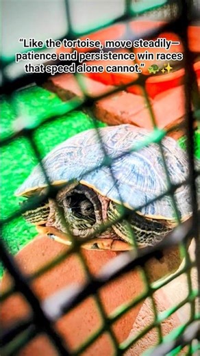 Indian Star Tortoise #turtle #animals #pets #nature #Viral, #Trending, #FYP, #Explore, #MustWatch