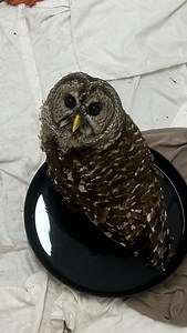 Observe Willow the Barred Owl participate in her night bath! Such a clean lady! #owls #wildlife #wildliferehabilitation #animalrescue | St. Francis Wildlife Association