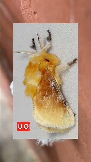 Curiosidades del gusano pollo o gusano peluche #naturaleza #orugas #mariposas