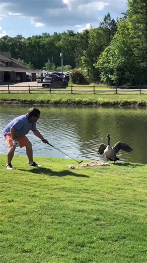 The Geese attacks, terrifying in real life, hilarious on camera 😅😂🪿