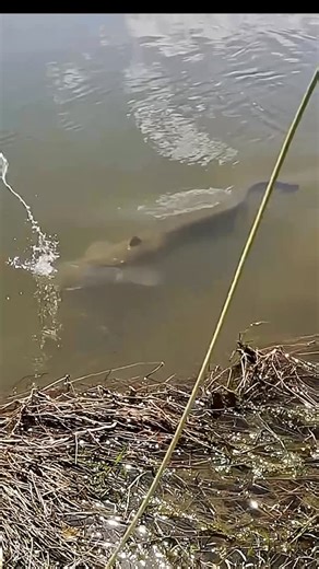 David Tejedor Royo on Instagram: "Fails . #catfish #catonthefly #flyfishing #pesca #fishinglife #predatorflyfishing #bagre #siluro #silure #bifish #pikeonthefly #outdoors"