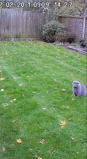 Security Cam Catches the Wildest Humane Mouse Release Fail! 😲 #shorts #cctv