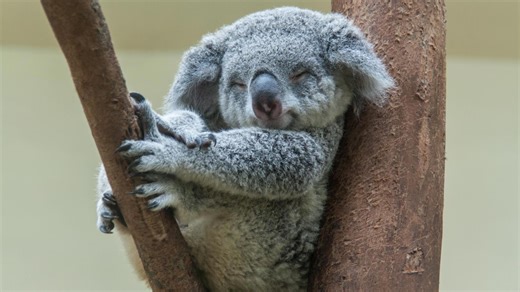 These 30 smiling animals will brighten your day