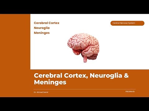 Histology of the Cerebral Cortex and Neuroglia