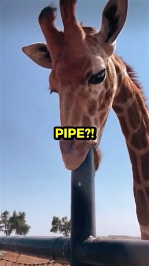 Why Is This Giraffe Licking THAT?! 🦒😳