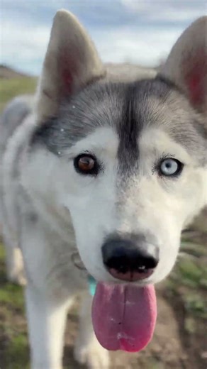 Malinois husky blue heeler golden retriever labradoodle