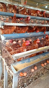 12K reactions · 265 shares | egg harvesting process讀 #farming #layinghens | Reza Rezaldi | Facebook