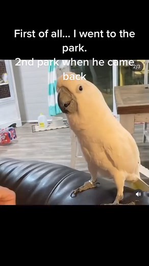 101K views · 3.3K reactions | Yall, Buster goes to a rowdy park #fyp #park #blahblahblah #viral #birdsoftiktok | Busterrthecockatoo | Facebook