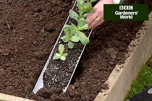 How to grow cerinthes for cut flowers