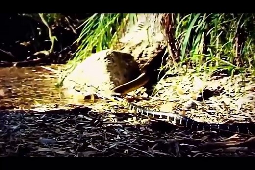 King Cobra, Python Vs Anaconda