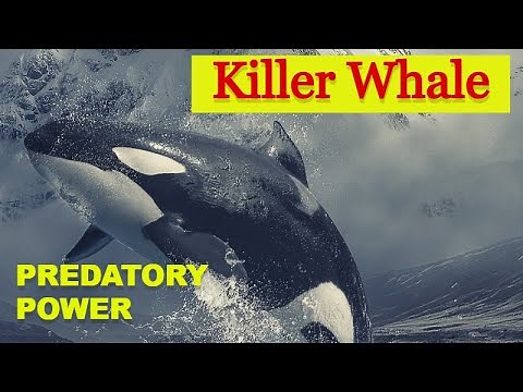 Orcas Unveiled: Life with Killer Whales