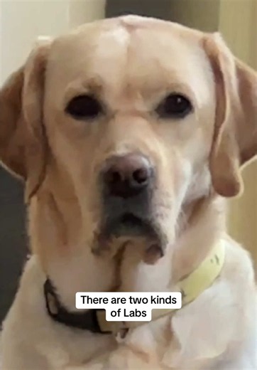 Labradorks ☯️ #tbt #twokindsoflabs #dogsofmaine #labrador #dogtok | Labrador