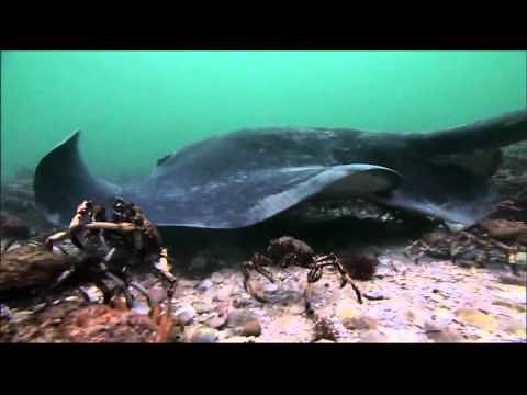 Cómo se alimenta una mantarraya