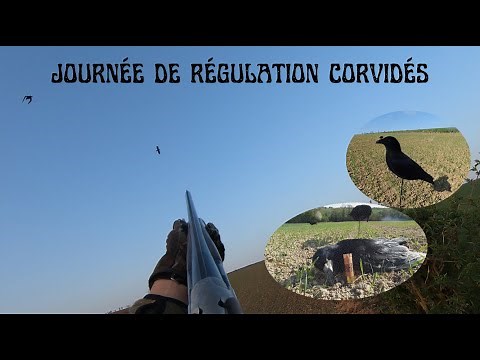Crow Hunt (explanation and operation)