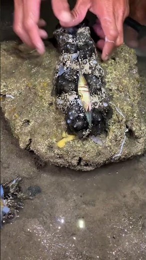 “Cutting Open a Sea Cucumber — Shocking Inside!”