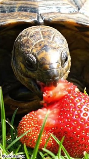 Slowest Strawberry Snack Ever 😄🐢🍓