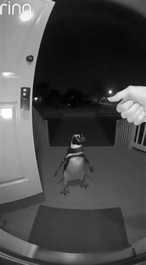 🎻🐧 Late Night Penguin Violin Madness! 🐧🎻