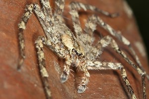 Biologists discover skydiving spiders in South American forests - Berkeley News