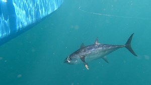 70K views · 3.1K reactions | Handline Fishing of Bluefin Tuna | Fishing Brothers PH | Facebook