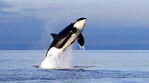 Killer whales damage boat in latest orca incident off Spain coast
