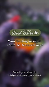 Bird Tales Reader Pam Garcia shared a video of red-bellied woodpeckers feeding on oranges. You probably know that orioles like to eat oranges, but other birds might stop by for a sweet treat, too! 🍊🧡 Submit your own Bird Tales video: https://buff.ly/UrJjIfB | Birds & Blooms Magazine