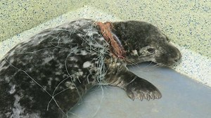 5.9K views · 73 reactions | Fifty tonnes of discarded, lost or...