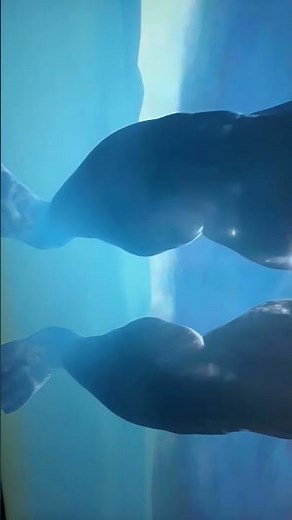 Precursor of the first war