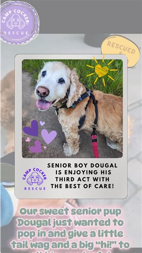 Senior hospice cocker spaniel is getting the gold star treatment for his third act! 🥹 | Camp Cocker Rescue
