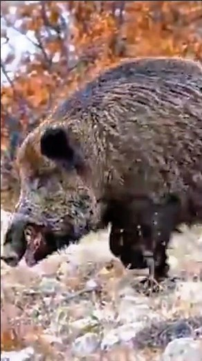 You Won’t Believe How Fast This Wild Boar Is. #wildboar #hunting #wildlife #охота #animals