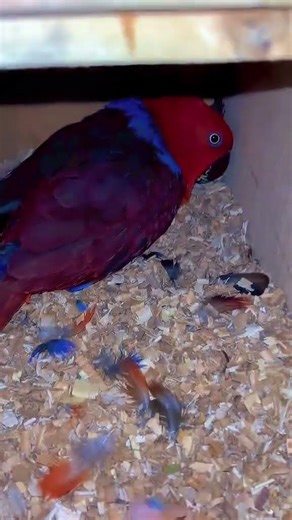 Rare Eclectus Parrot Baby 🦜💚❤️ Beautiful Colors | Breeding Pair