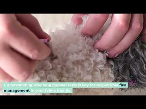 Rapid Flea Relief for Cats: How Capstar Works and What to Know