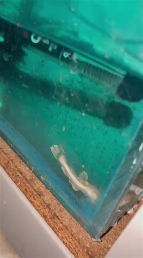 platinum red tail catfish