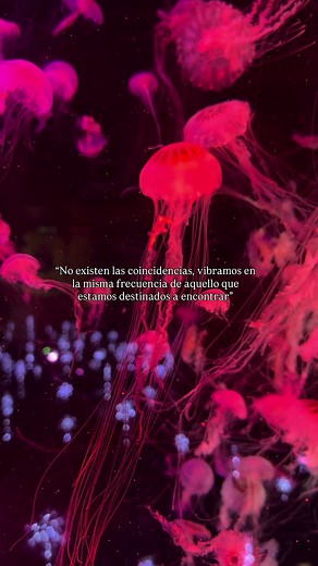 No existen las coincidencias 🤍 Medusa Inst