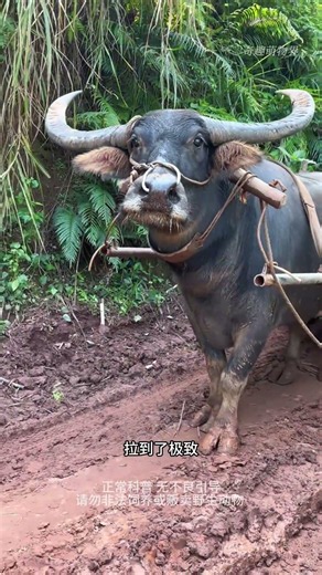 Why do cows suddenly stop while grazing? #AnimalScience #ScienceFacts #WaterBuffalo #Cattle #Wild...