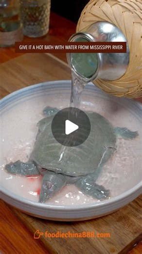 Wayne Shen | How to cook softshell turtle like a pro? #recipe #cooking #chinesefood #turtle | Instagram