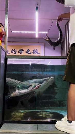 Arapaima vs Crocadile 🐊 Who's win ? #shortvideo #fish #fishing #monsterfish #video