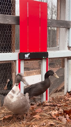 𝑨𝒎𝒃𝒆𝒓 on Instagram: "🦆 Giant Run-Chicken Door 🦆 Designed specifically for larger poultry such as Brahmas, Jersey Giants, and turkeys. The GIANT door ensures maximum comfort and safety for your big-feathered friends. Thanks to full app control, you’ll never forget to open or close your coop door again. Setup is simple, and the GIANT door takes care of your flock automatically—no buttons needed. Control and program your coop door exclusively via the mobile app—no buttons needed. Battery % a