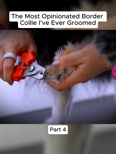 Opinionated Border Collie Grooming Tips