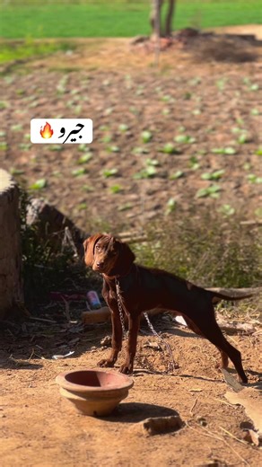 Exploring Pointer Dog Breeds and Their Unique Traits