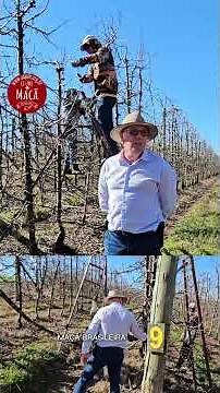 A Poda das Macieiras - Agrônomo Explica